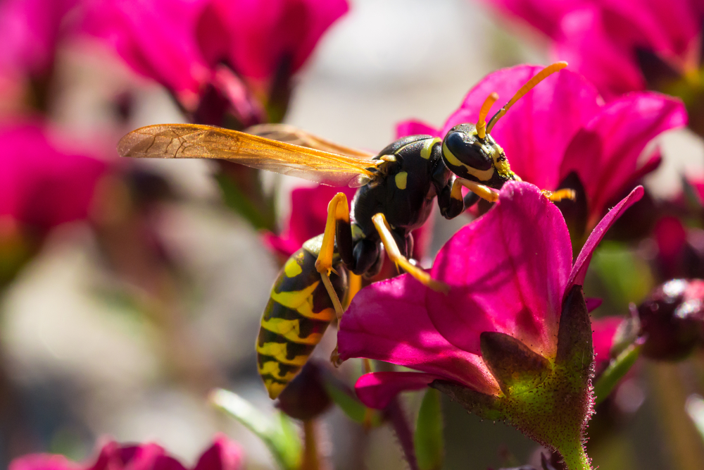 Wasp Control Buzzkill Pest Control