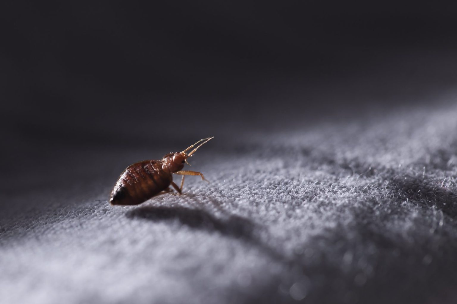 Do I Have Bed Bugs? 7 Signs of a Bed Bug Infestation Buzz Kill Pest