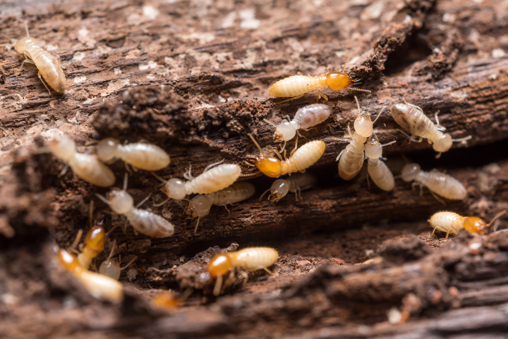 Termites in the Winter Buzz Kill Pest Control