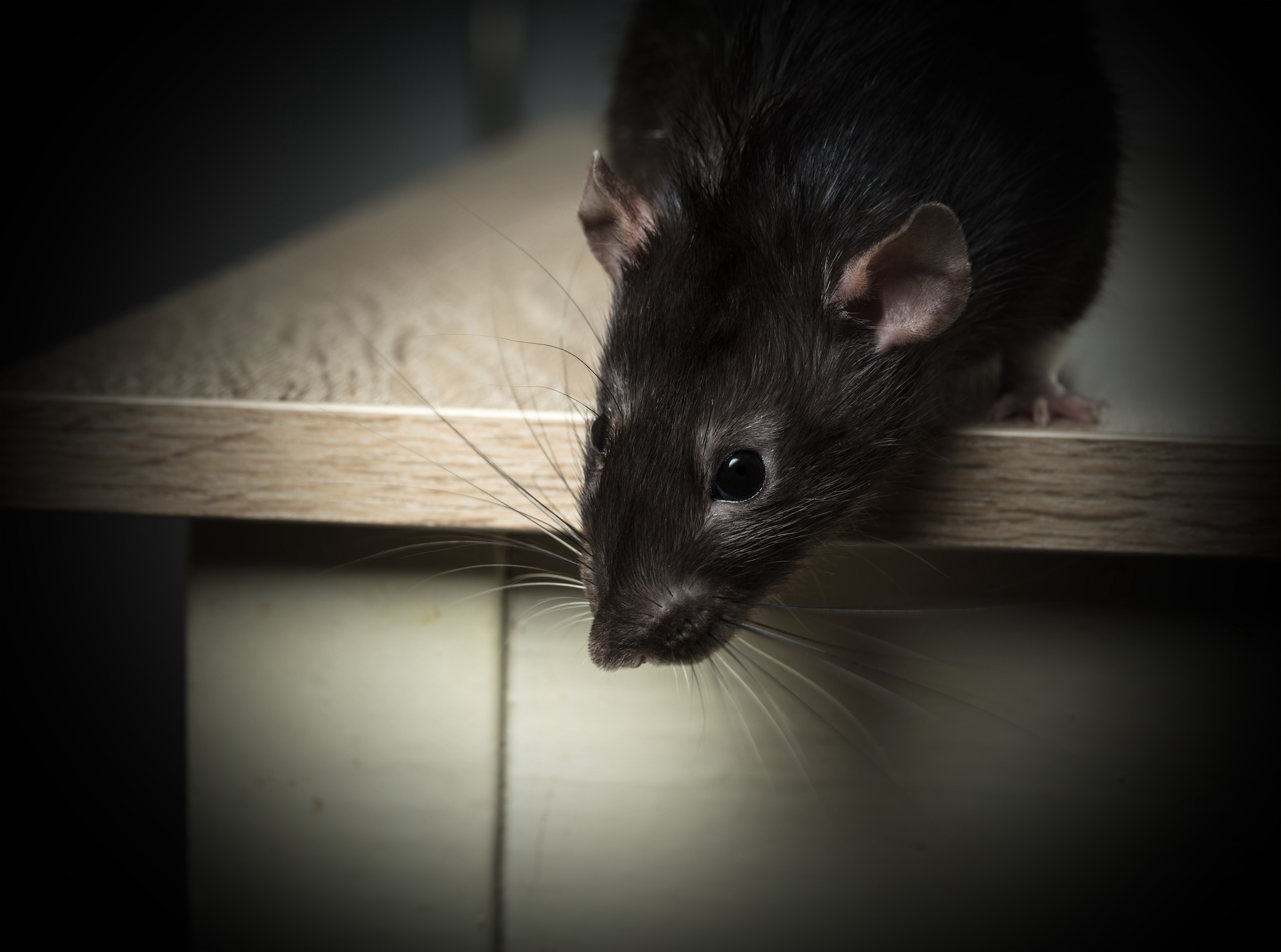 What Pests Lurk In Your Home at Night? Buzz Kill Pest Control
