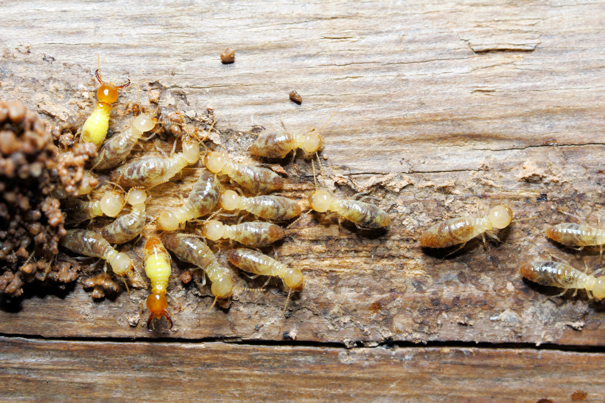 5 Ways to Prevent a Termite Infestation This Spring Buzz Kill Pest