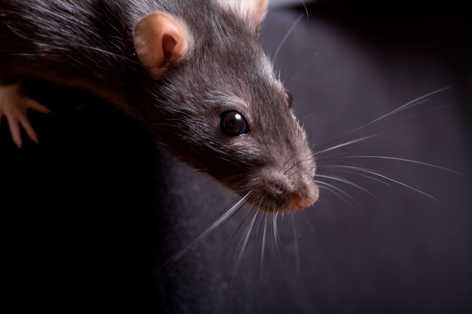 What to Do if You Have Rodents in Your Air Ducts Buzz Kill Pest Control