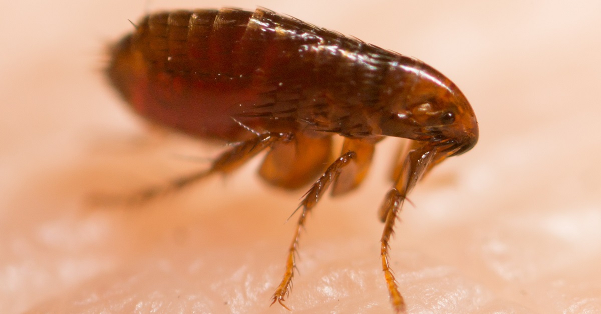 Flea Exterminator Fort Worth TX Buzz Kill Pest Control