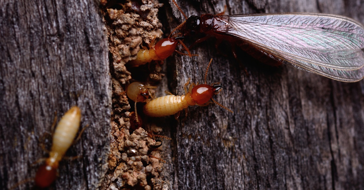 Termite Control Fort Worth TX Buzz Kill Pest Control