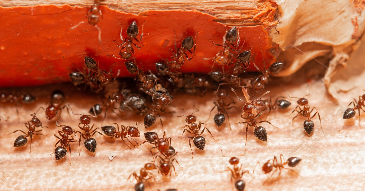 Ant Control Dallas TX Buzz Kill Pest Control