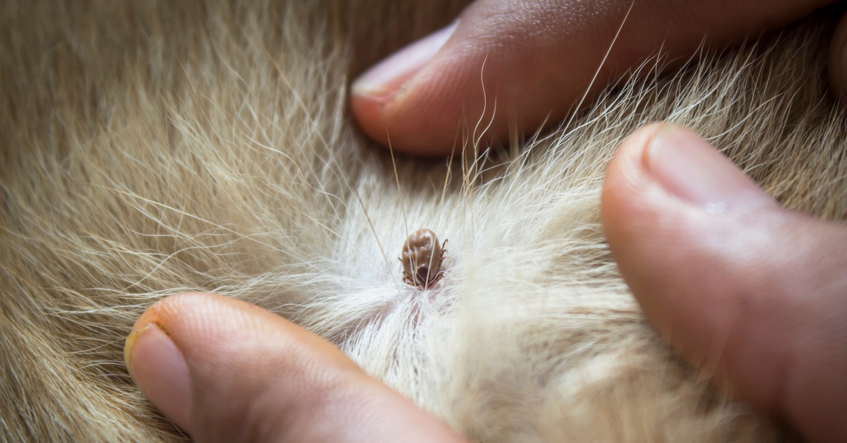 Flea Exterminator Dallas TX Buzz Kill Pest Control