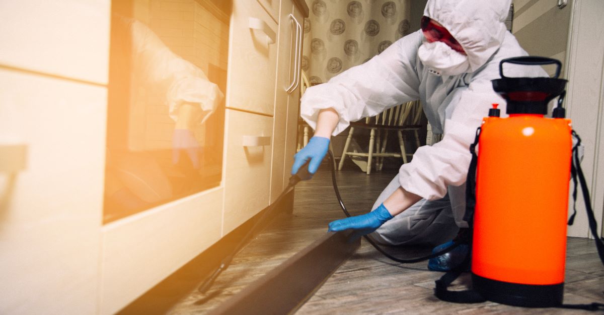 When to Call an Exterminator For Mice Buzz Kill Pest Control