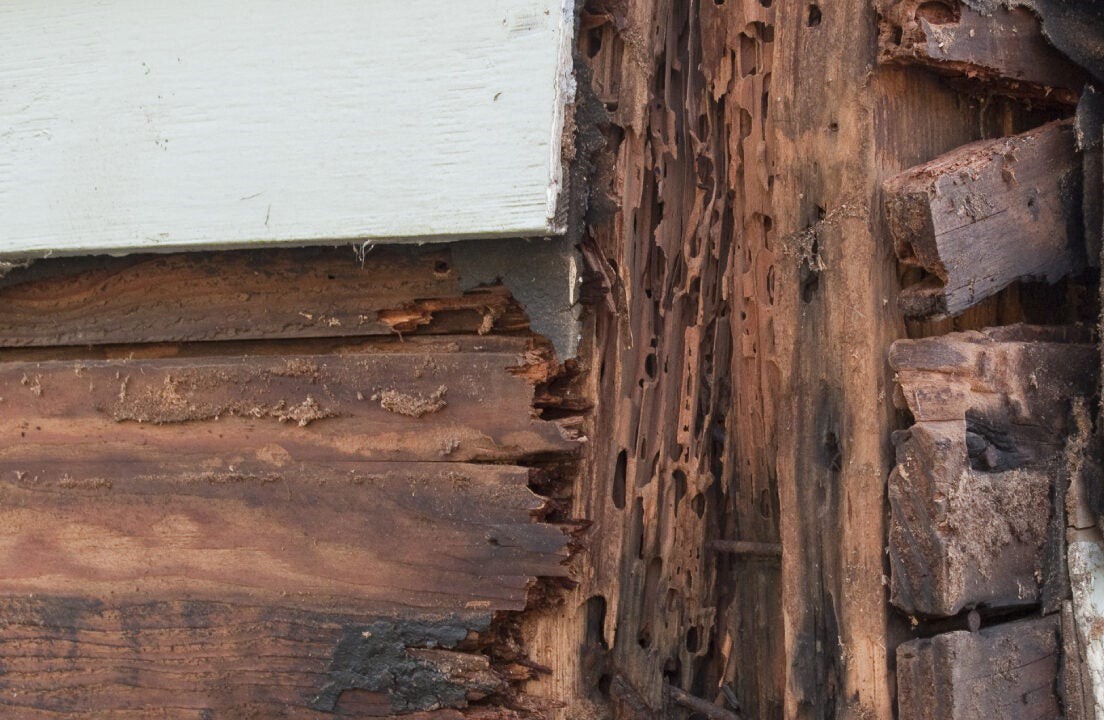 What Does Termite Damage Look Like? Buzz Kill Pest Control