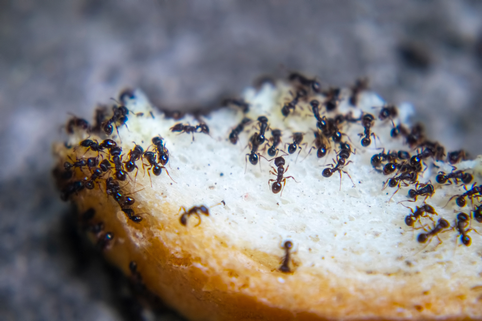 Steps to Prevent An Ant Infestation In Your Home Buzz Kill Pest Control