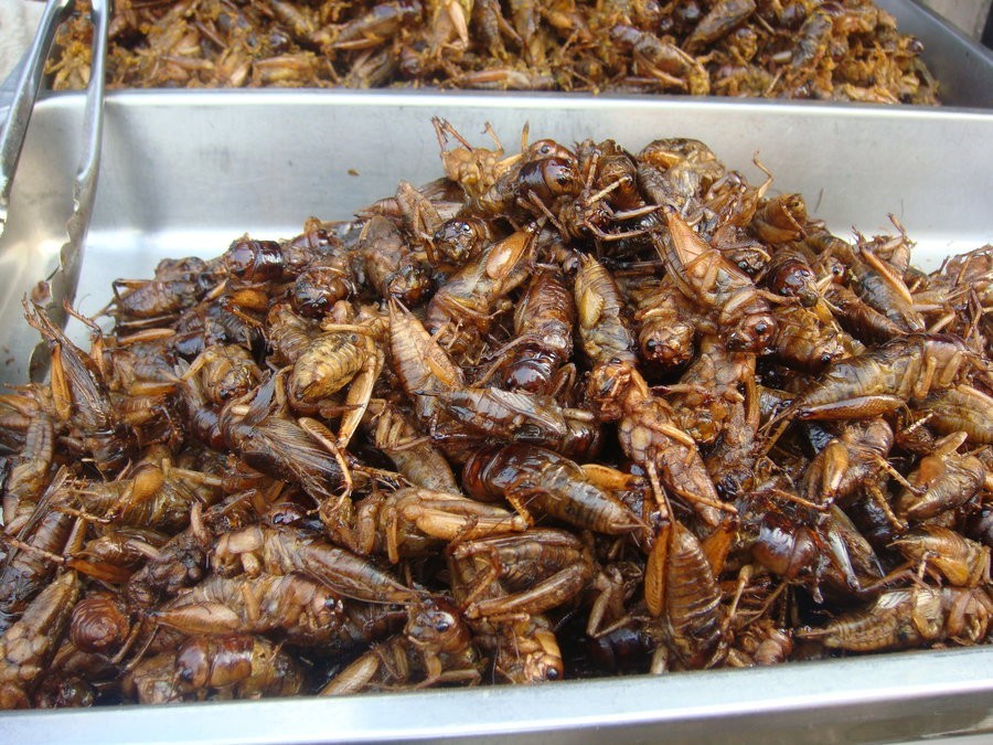 8 Creepy Insects Nigerians Eat Yummy!