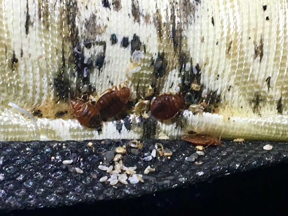 Termites and Pest Management Sydney Pest Control Blacktown Bed Bug Pest Control Blacktown