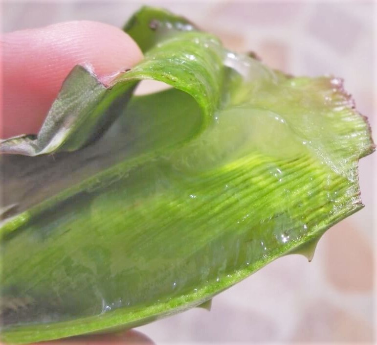 use aloe vera plant world of recipes