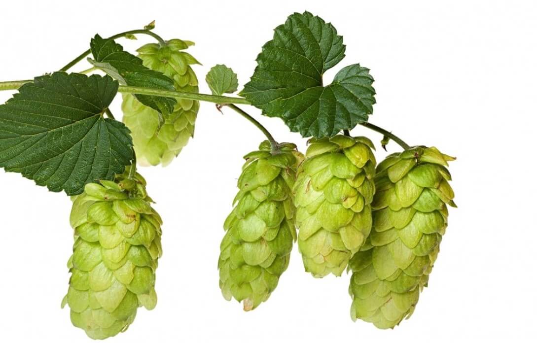 The best Hops health benefits world of recipes