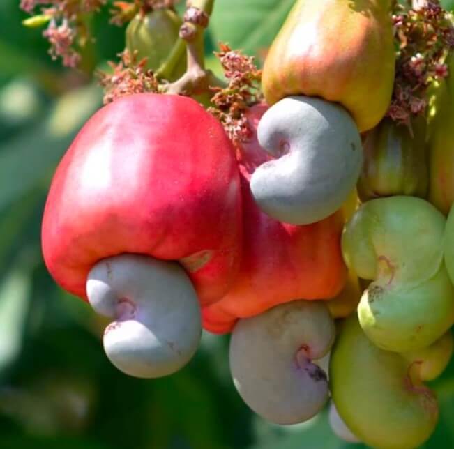 Are Cashews Poisonous world of recipes