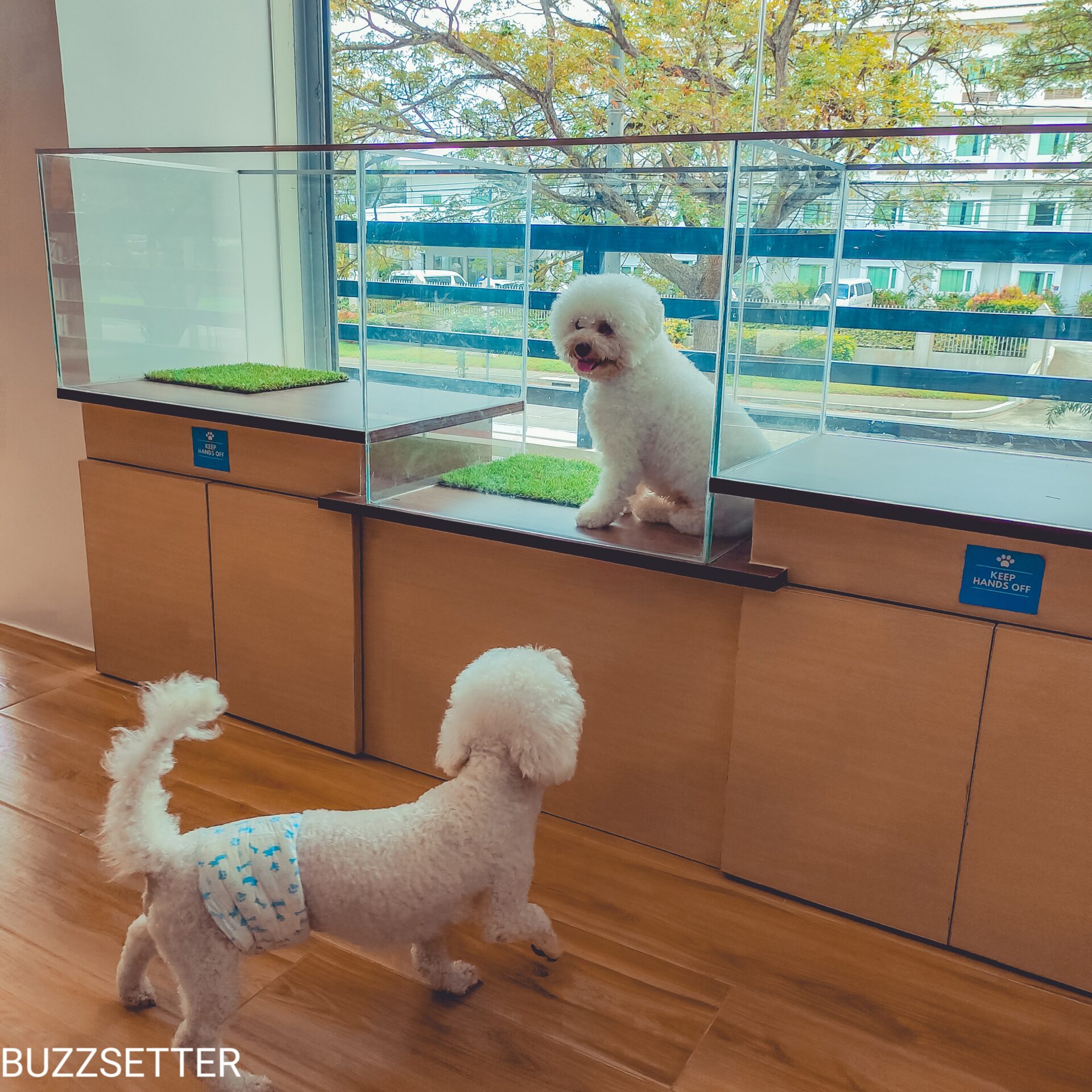 JC DOG REPUBLIC Newest One Stop Pet Shop In The South