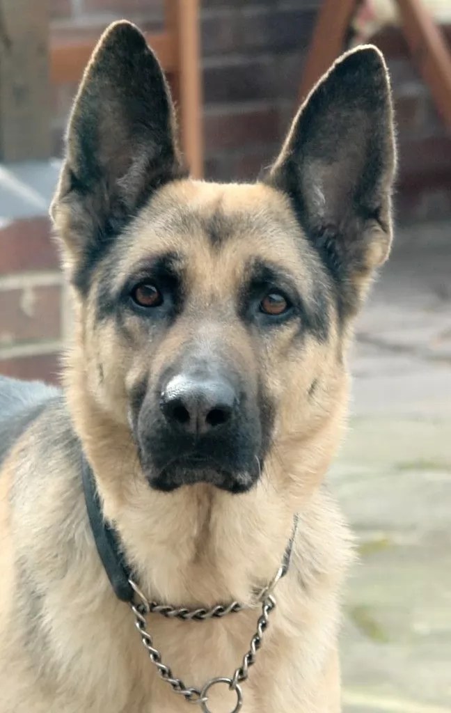 12 Reasons German Shepherds Are The BestLooking Dogs In The World