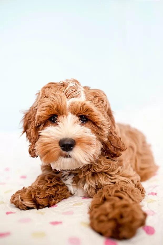 12 Reasons Why You Should Never Own Cockapoos