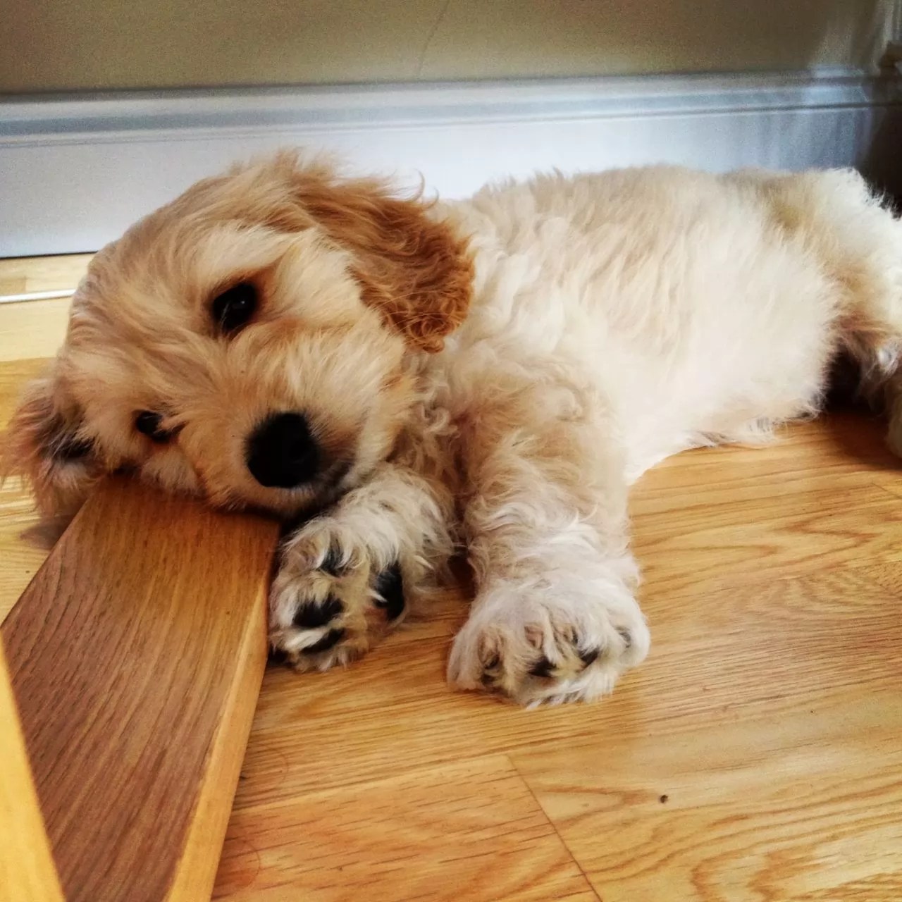 12 Reasons Why You Should Never Own Cockapoos