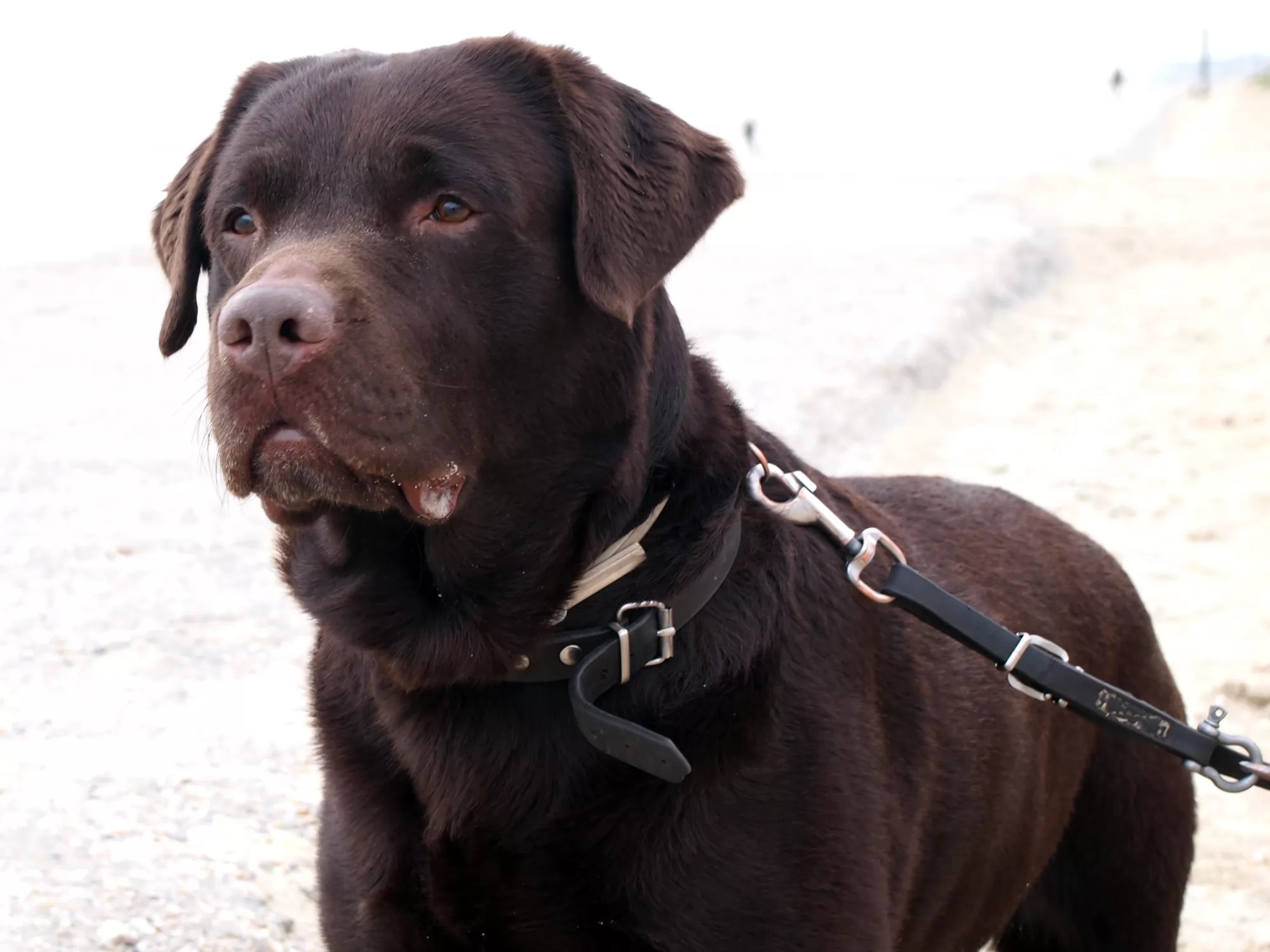 Quiz How Well Do You Know About Labradors?