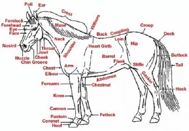 The Hardest Horse Quiz You'll Ever Take