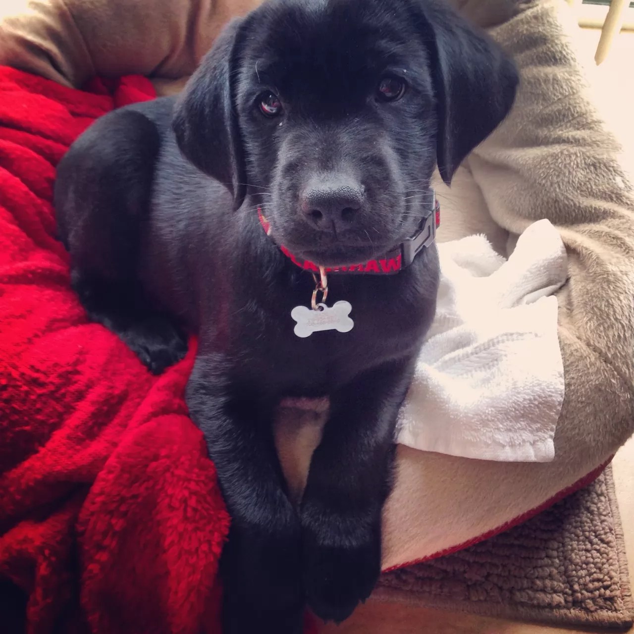 10 Best Labrador Dog Names