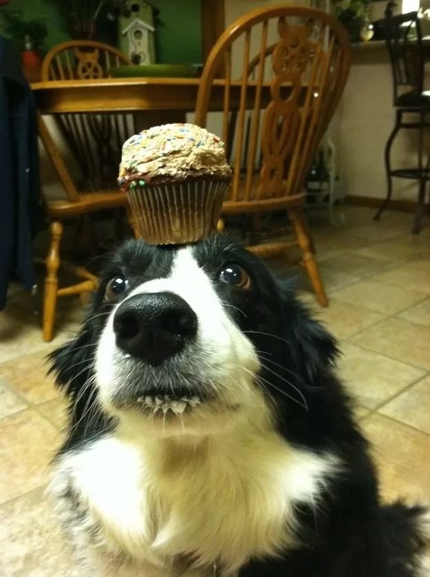 10 Reasons Border Collies Are The Worst Breed EVER