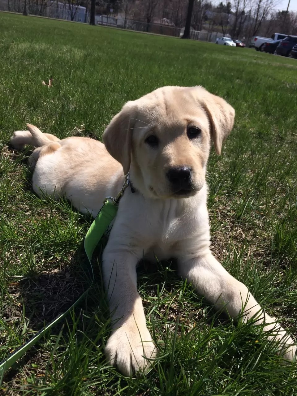 10 Best Labrador Dog Names