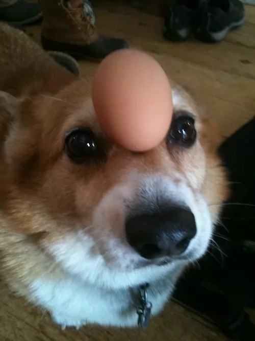 10 Reasons Are The Worst Breed EVER