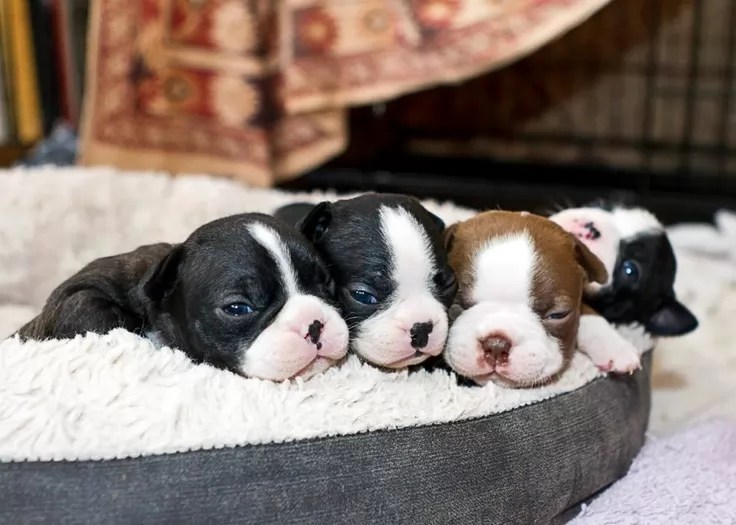 84 Most Popular Boston Terrier Dog Names