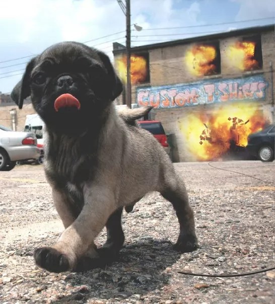 10 Reasons Pugs Are The Worst Breed EVER