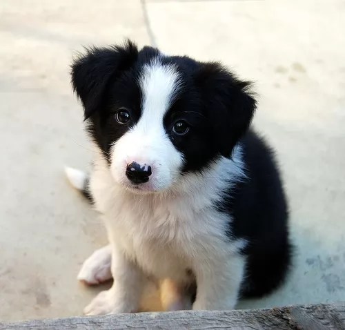 16 Reasons To Avoid Border Collies At All Cost!