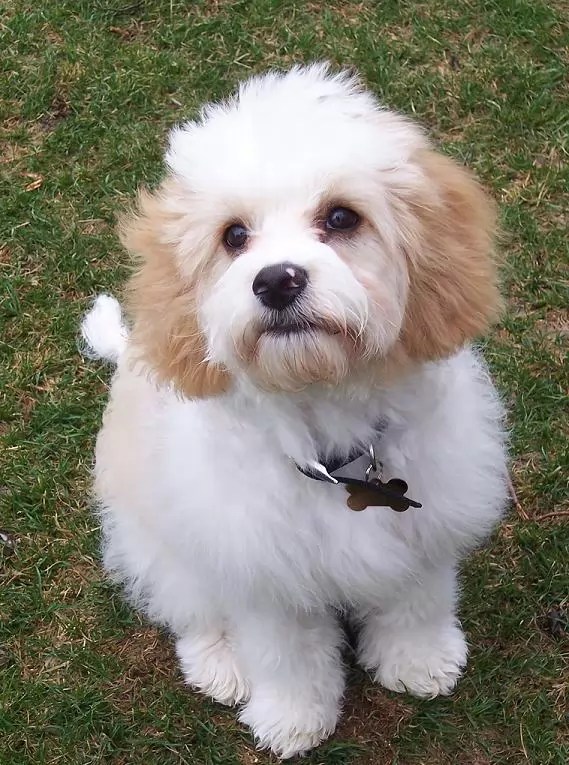 10 Unreal Cavalier King Charles Spaniel Cross Breeds You Have To See To
