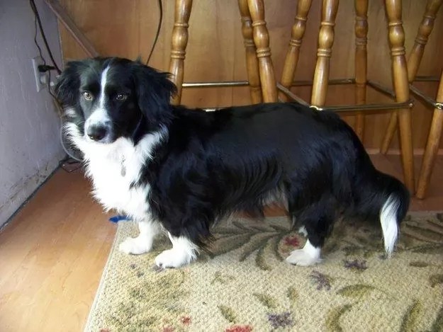 12 Unreal Border Collie Cross Breeds You Have To See To Believe