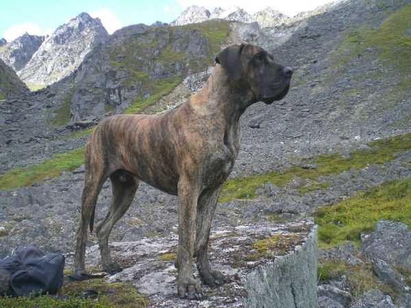 10 Unreal Great Dane Cross Breeds You Have To See To Believe