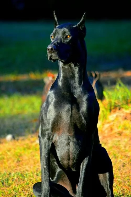 10 Unreal Great Dane Cross Breeds You Have To See To Believe