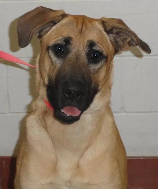 16 Unreal German Shepherd Cross Breeds You Have To See To