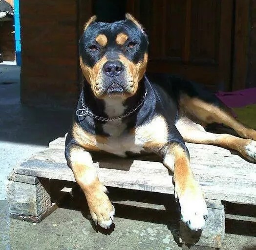 12 Unreal Rottweiler Cross Breeds You Have To See To Believe