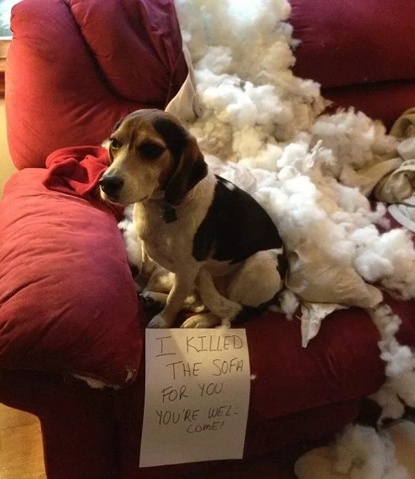 18 Reasons Beagles Are The Worst Dogs To Live With