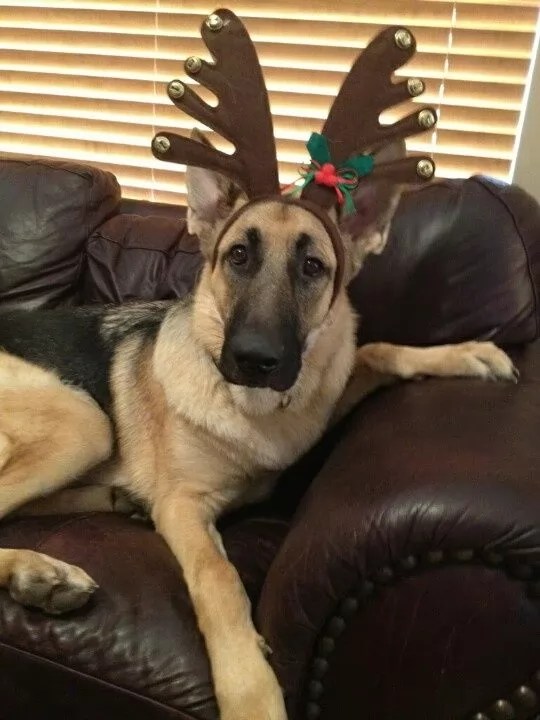 19 Costumes That Prove German Shepherds Always Win At Halloween
