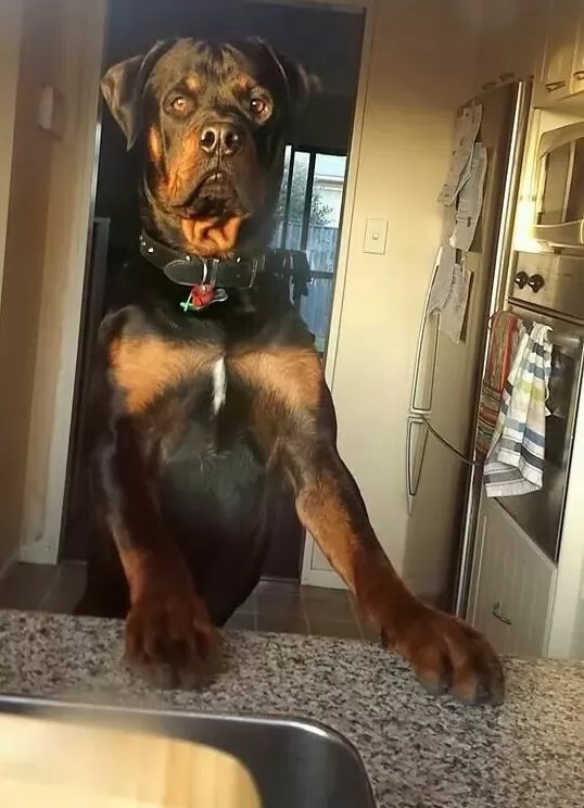 14 Reasons Rottweilers Are The Worst Indoor Dog Breeds Of All Time