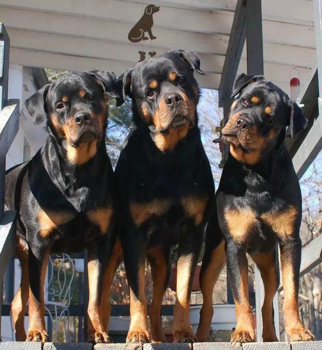 16 Reasons Rottweilers Are Not The Friendly Dogs Everyone Says They Are
