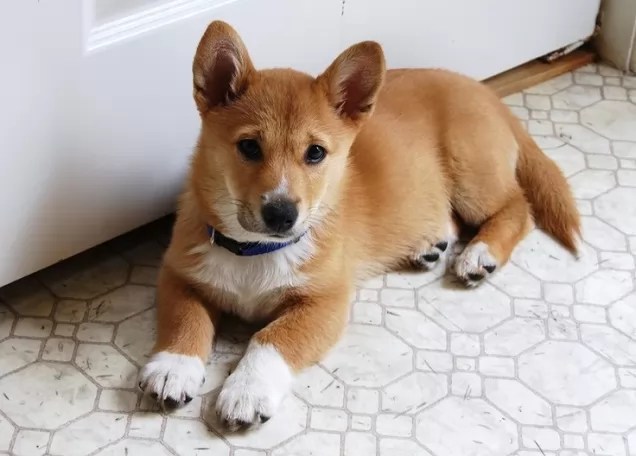 15 Unreal Cross Breeds You Have To See To Believe