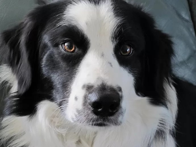 6 Problems Only Border Collie Owners Will Understand