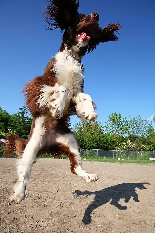 18 Things All Springer Spaniel Owners Must Never