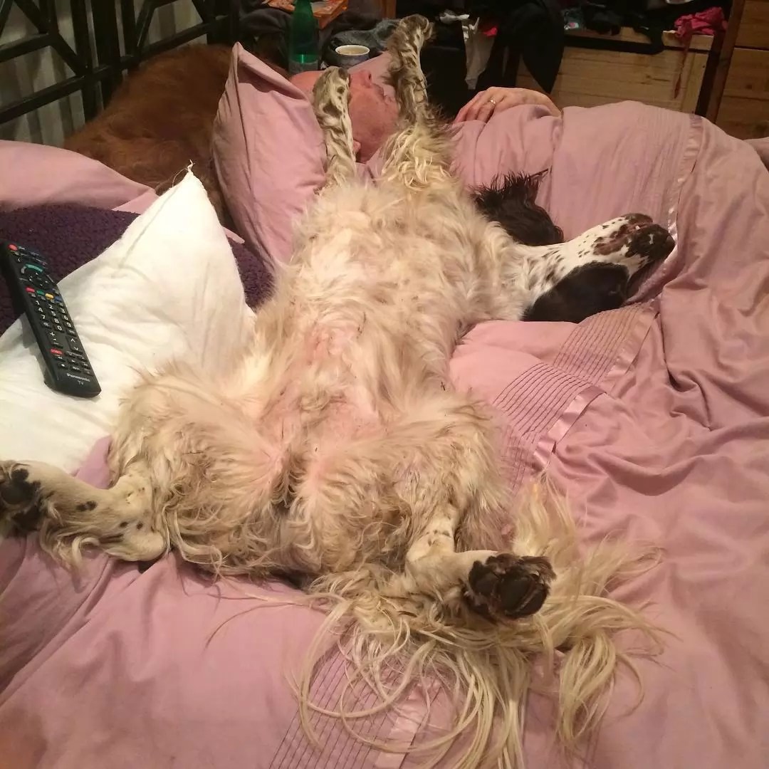 springer spaniel in bed