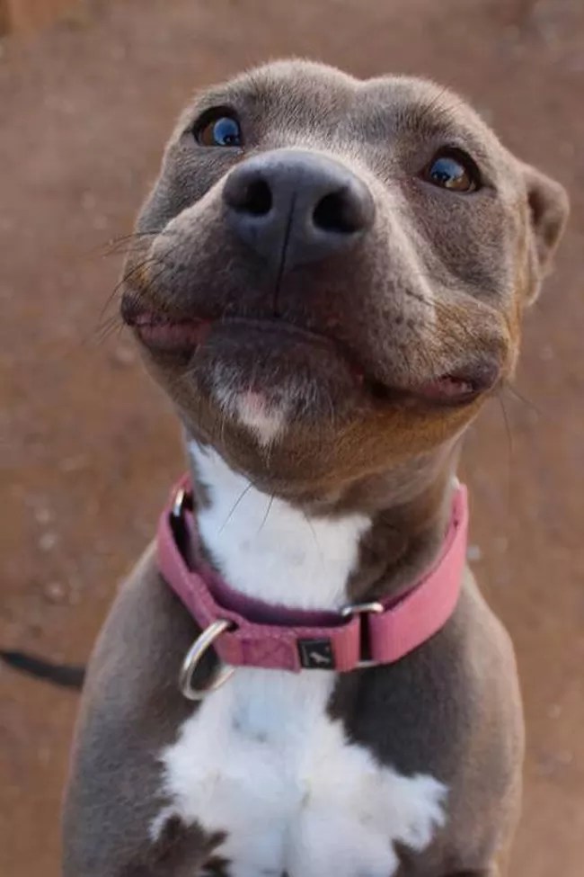 19 Smiling Dogs That Will Put A Big Smile On Your Face
