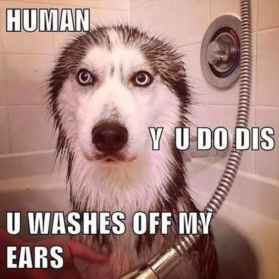 14 Best Husky Memes of All Time