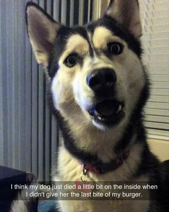 14 Best Husky Memes of All Time