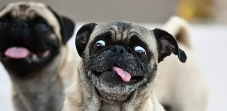 The 14 Most Ridiculous Pug Pictures Ever