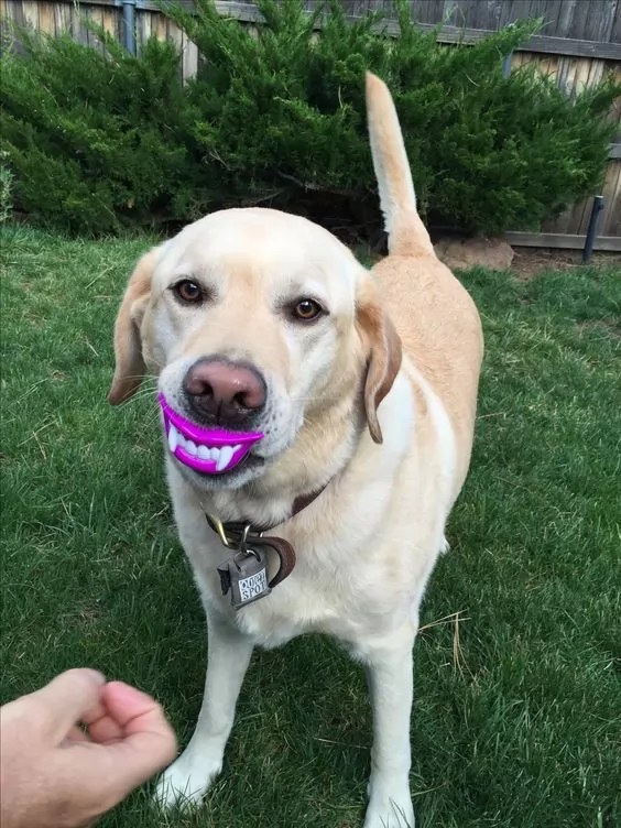 17 Best Labrador Halloween Costume Ideas